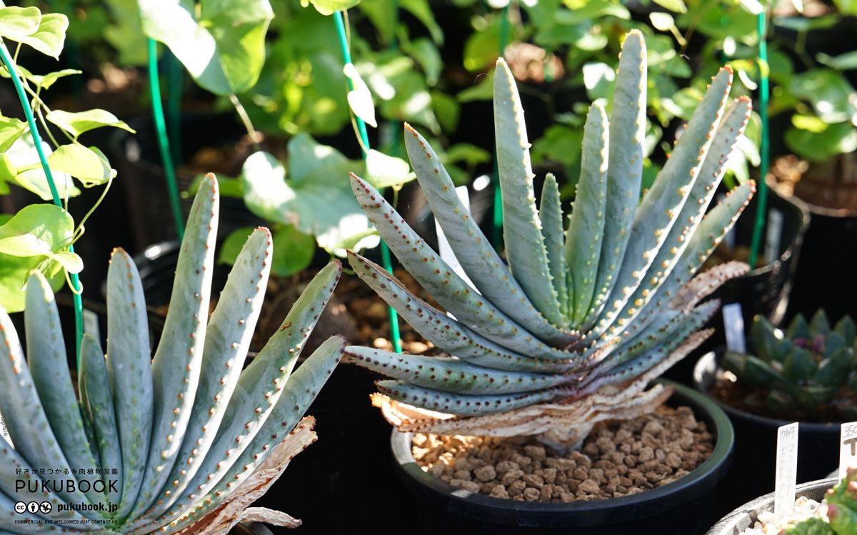 アロエ コンプレッサ シストフィラ Aloe compressa var.schistophila