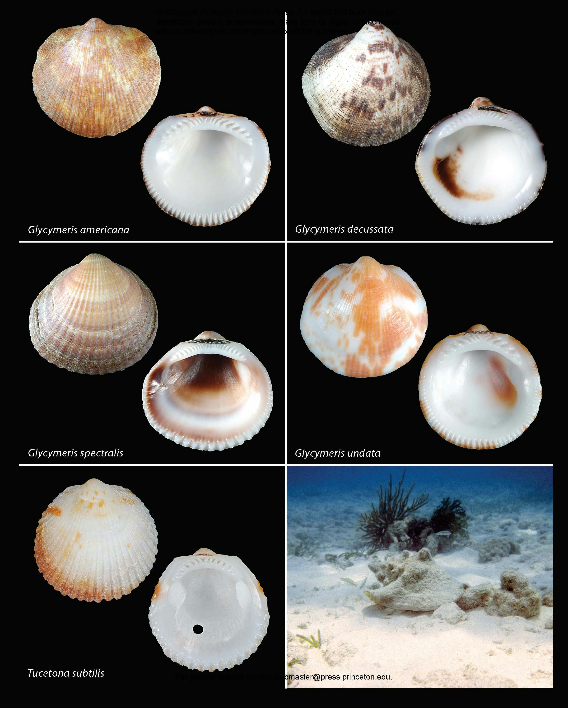 Seashells of Southern Florida | Princeton University Press