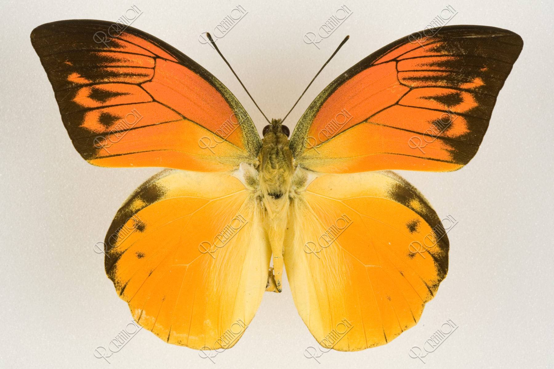 ヒイロツマベニチョウ 98mm インドネシア | 写真 | アール