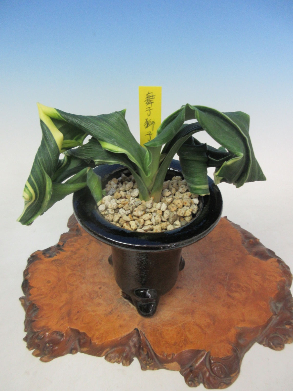 O-9 万年青 獅子 「舞子獅子」 中木 1本立ち - 蘭万園オンライン