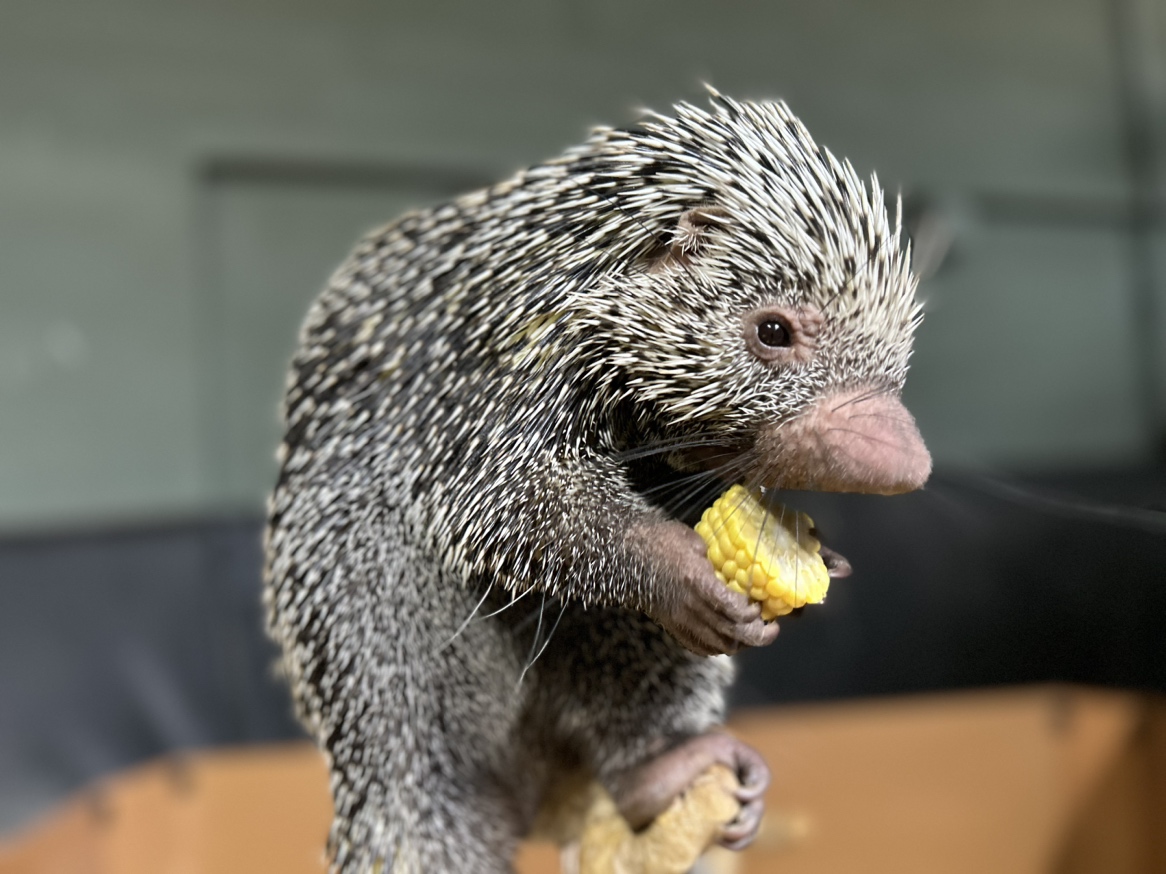 日本国内で見られるのは2か所だけ！オマキヤマアラシ展示場