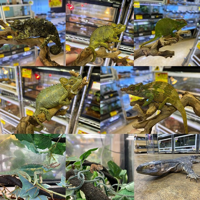 ケニア便カメレオン入荷！＠インター爬虫類 | 名古屋のペットショップ