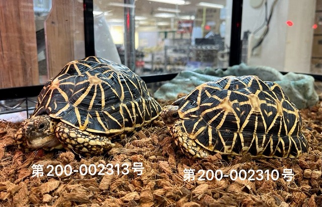 インターペポニ】ゲリラ特価は本日5/18(日)まで！ | 名古屋のペット