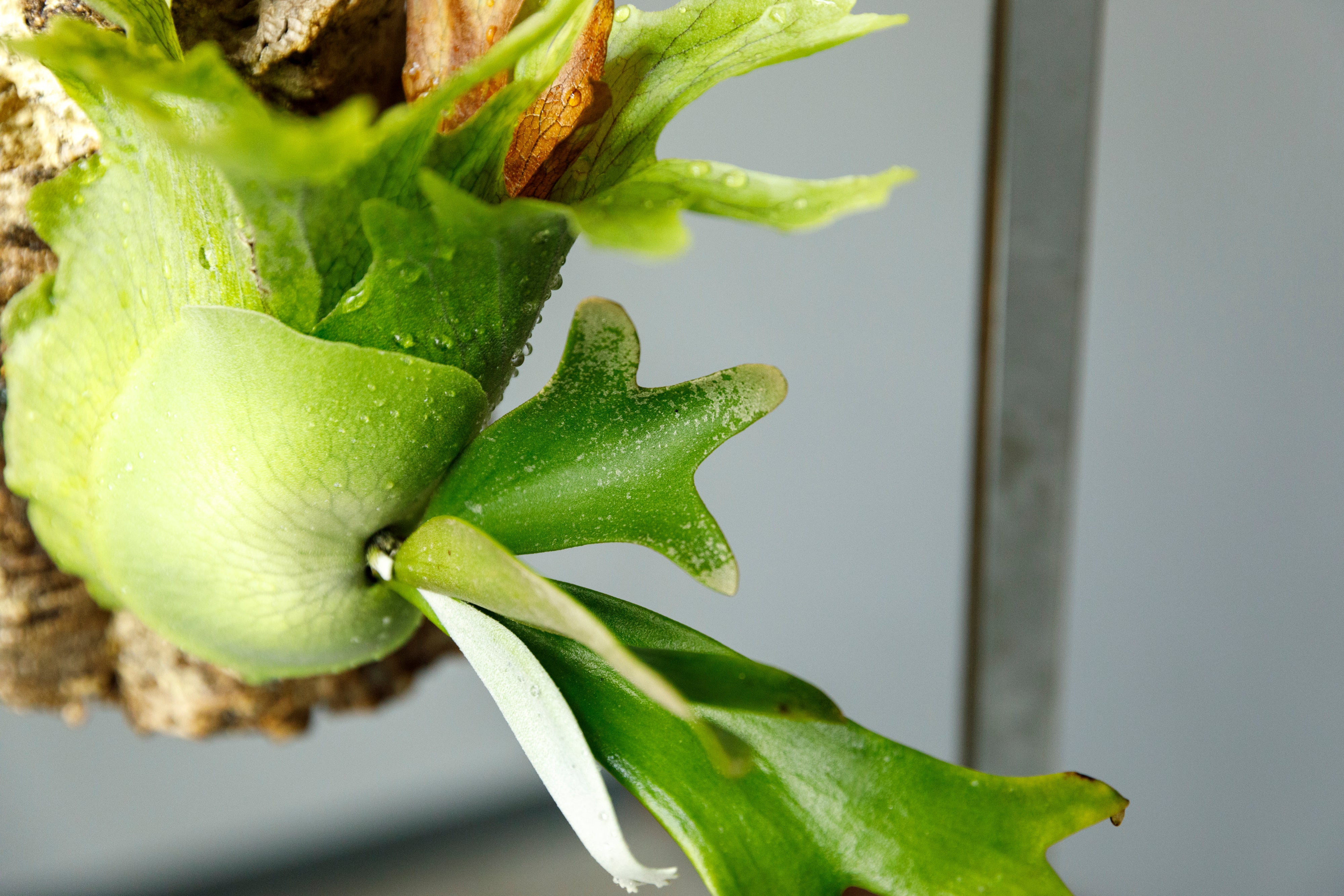 ビカクシダ ウィリンキー リトルエルフ Platycerium willinckii Little