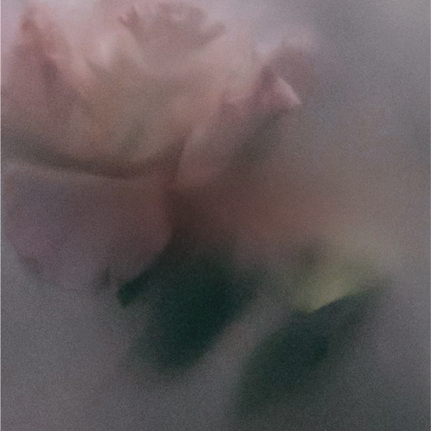 GLASS BLOOMS – Régime des Fleurs