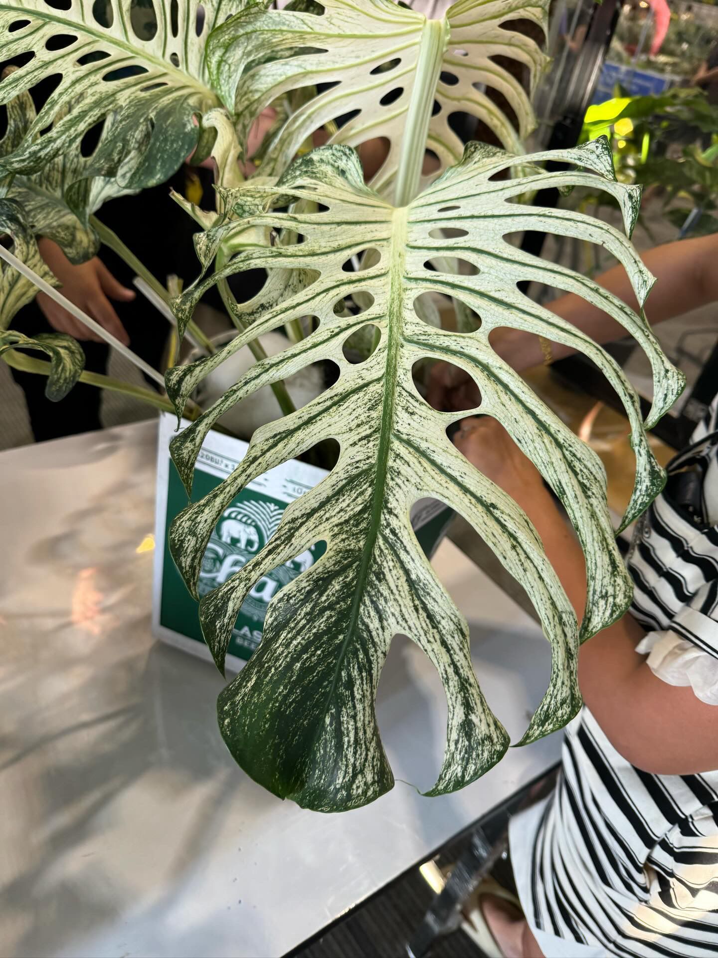 Monstera 'Devil Monster', Thailand's Latest $40,000 Sport | MonsteraX