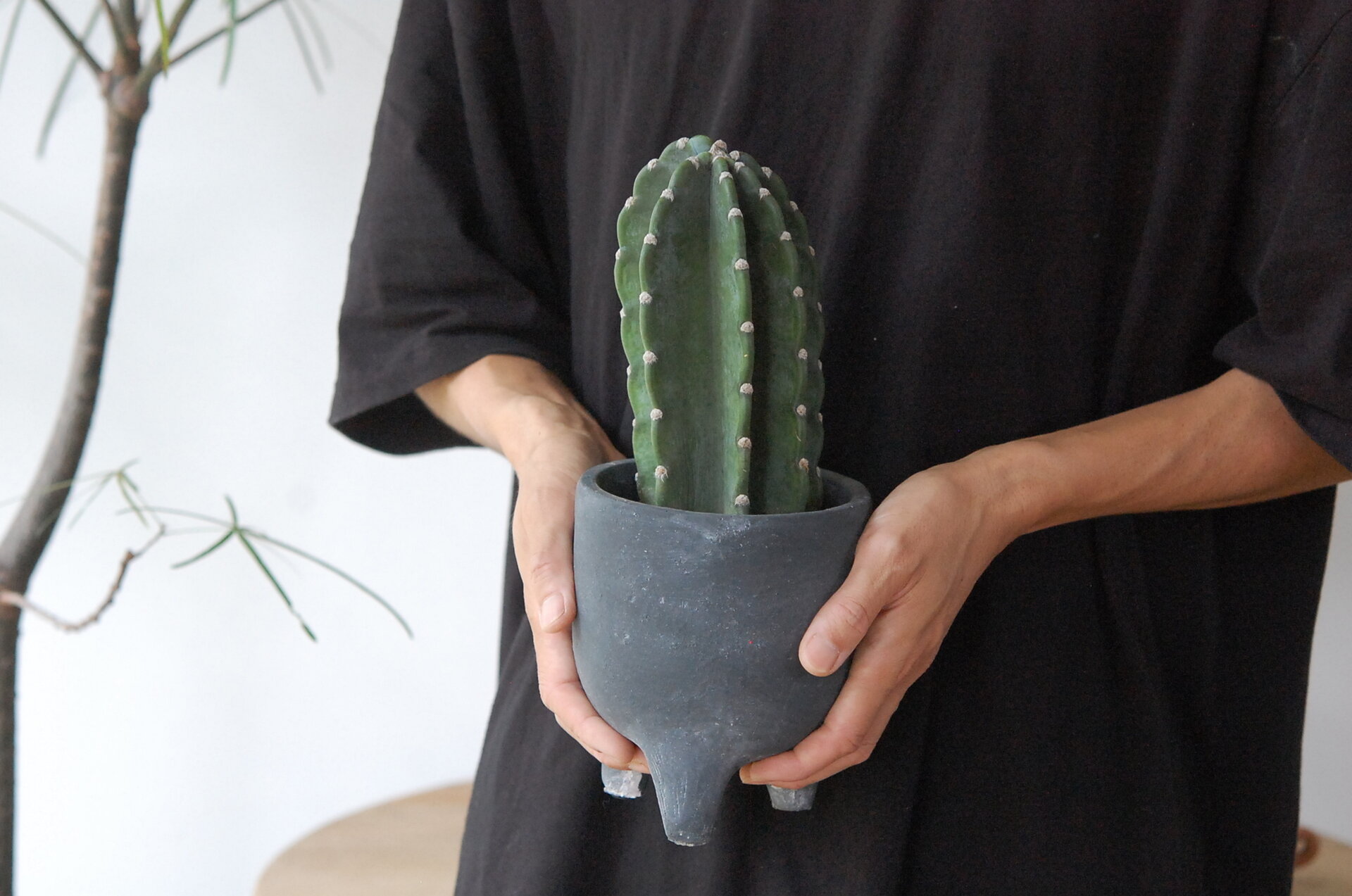 solxsol｜【送料無料!】Cereus 棘無し柱サボテン x 足付きブラック