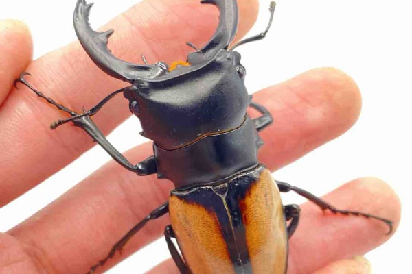 テツのツヤクワ素人飼育 - ベルシコロールツヤクワガタ