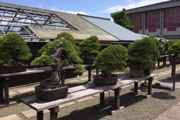 雨竹 盆栽 水石 便り - 高砂庵