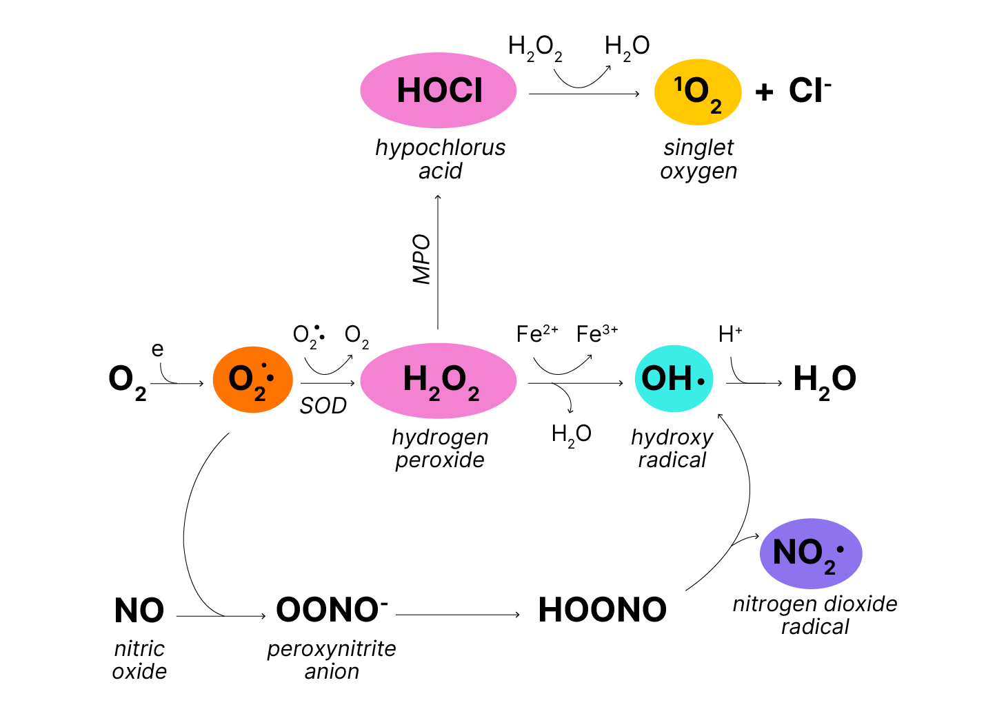 Free Radicals and Oxidative Stress: R&D Systems