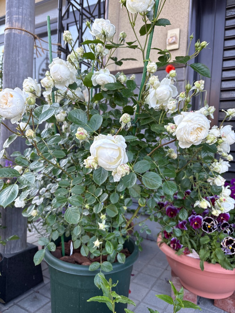 バラ苗 即納 大苗 18cmポット ノーブル ハート : Apple Roses - 通販