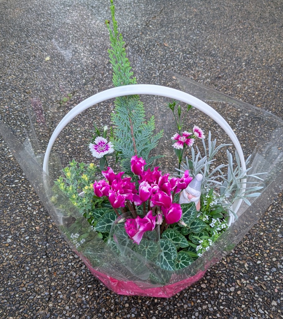 吉本花城園 爆買 【予約品 12月上旬より順次発送】コニファーと