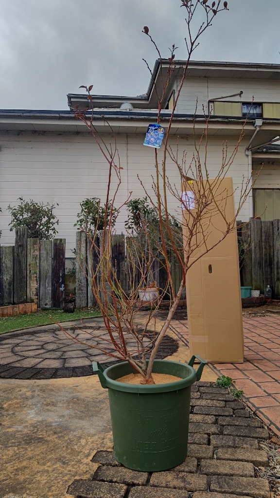 大株 ブルーベリー マグノリア 1.2m 根巻き : 吉瀬園芸 - 通販 - Yahoo