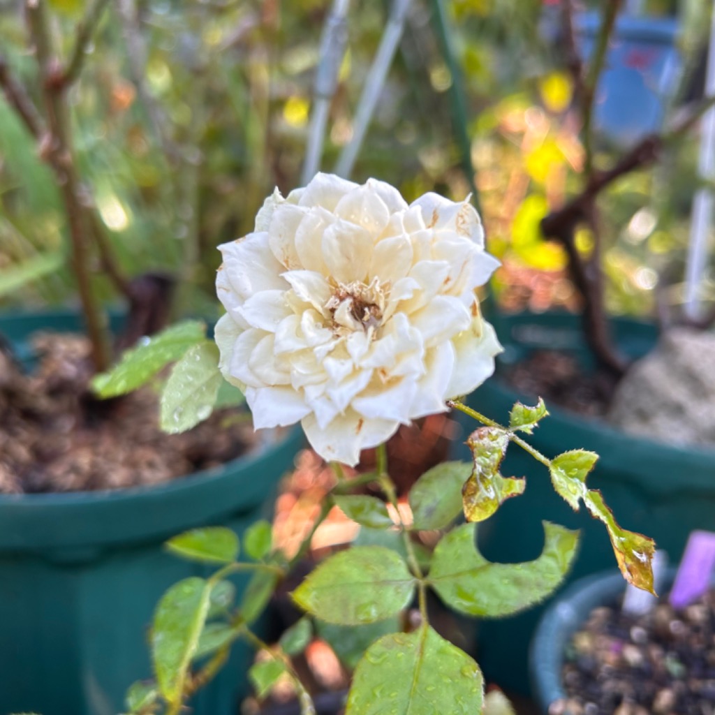 Eve まとめ売り (バラ売り可) Eve まとめ売り (バラ売り可)