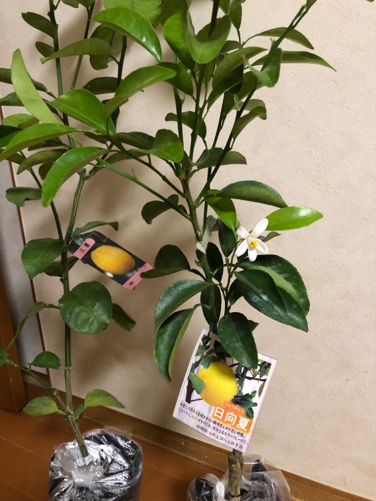 日向夏 （ ニューサマーオレンジ ） 接ぎ木 15cmポット苗【 送料無料