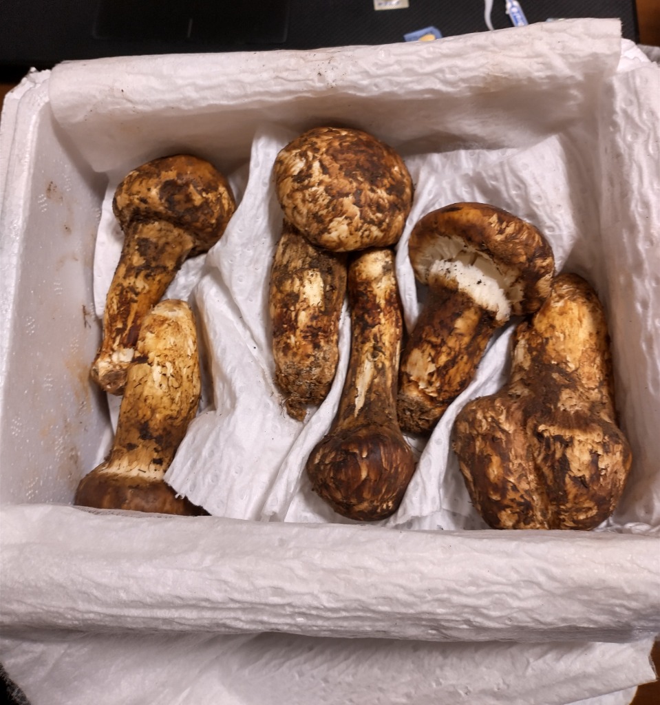 生松茸 訳あり 約500g＜開き方・大きさおまかせ＞空輸 中国産 厳選