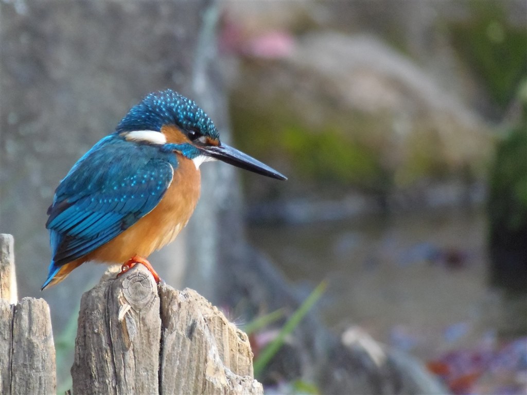 鳥撮りに最高！』 オリンパス OLYMPUS SP-810UZ TT7さんのレビュー評価