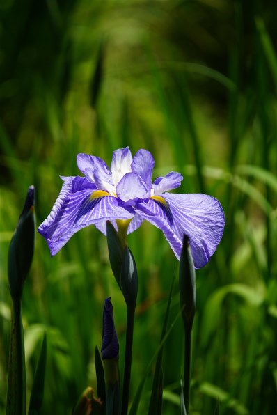 SONY E 55-210mm F4.5-6.3 OSS SEL55210 価格比較 - 価格.com