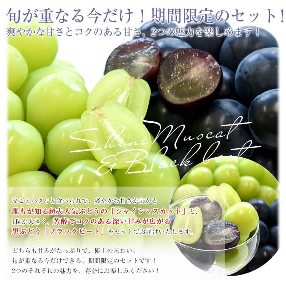 山梨県産 シャインマスカット＆ブラックビート（または種無しピオーネ