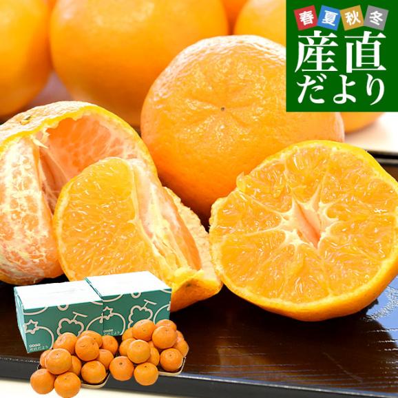 熊本県から産地直送 JA本渡五和 天草ポンカン ご家庭用 2LからSサイズ