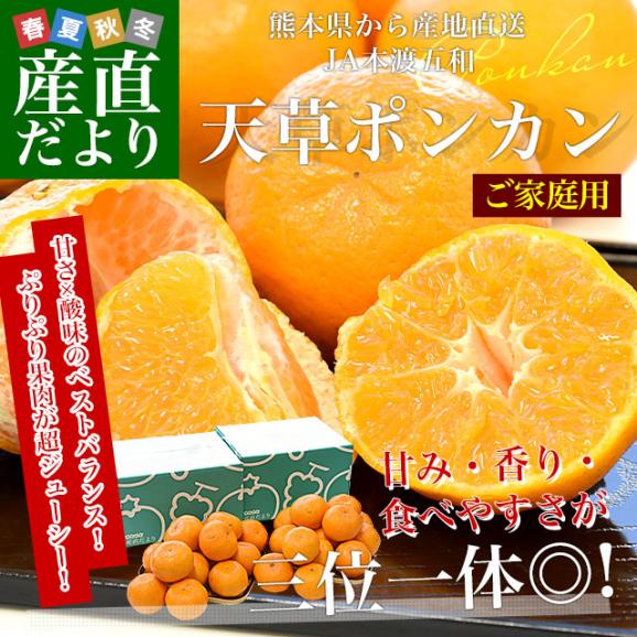 熊本県から産地直送 JA本渡五和 天草ポンカン ご家庭用 2LからSサイズ