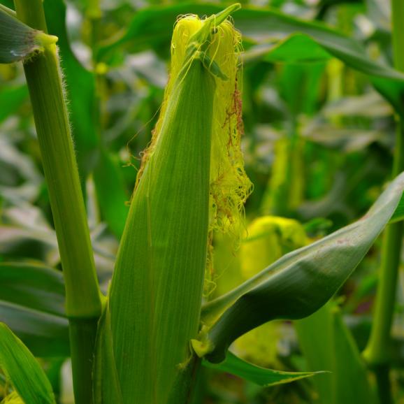 20点限定】“超希少手選別”宮崎県都農町産 たづねファーム_スーパー