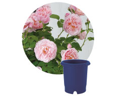 バラ鉢 12号 | リッチェル公式ウェブショップ