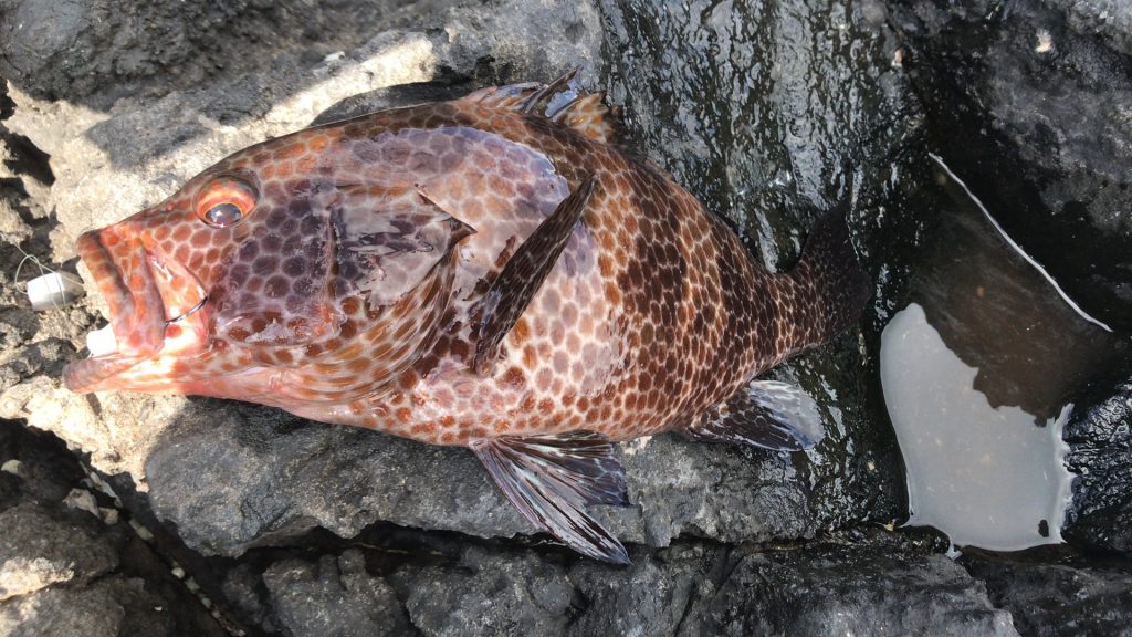 RealCrescent RC-75 オオモンハタ釣果報告 | リップルフィッシャー