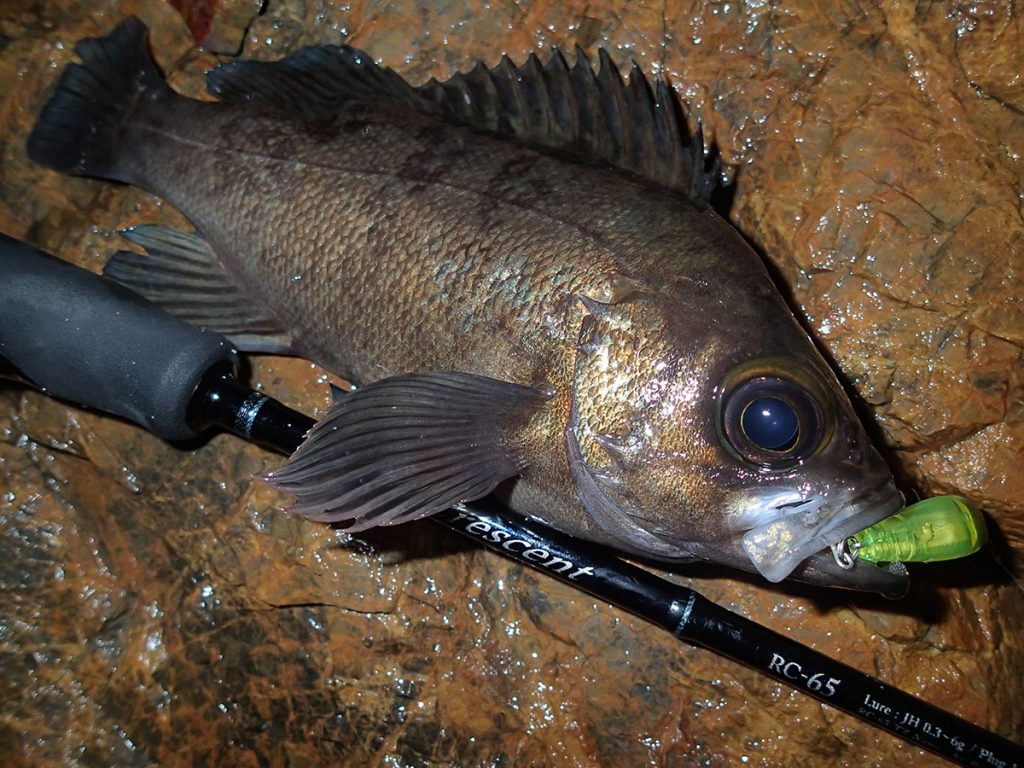 リップルフィッシャー リアルクレセント RC-65 保証書付き シーズン