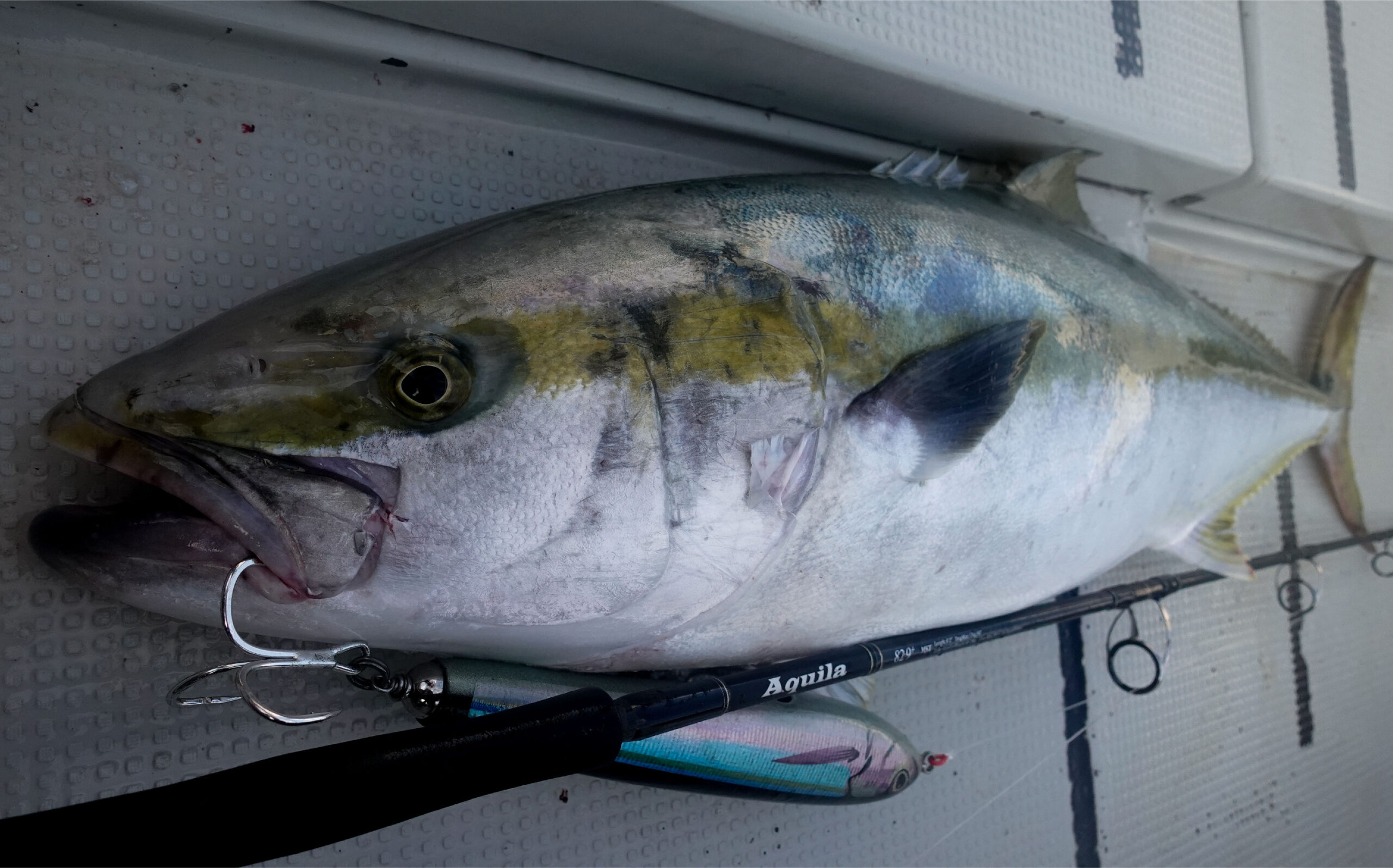 2022年 新製品紹介】Aquila MST 82-9⁺ | リップルフィッシャーリップル