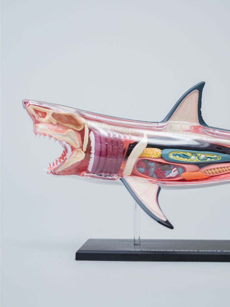 4D ヴィジョン グレートホワイトシャーク｜4D Master(フォーディー