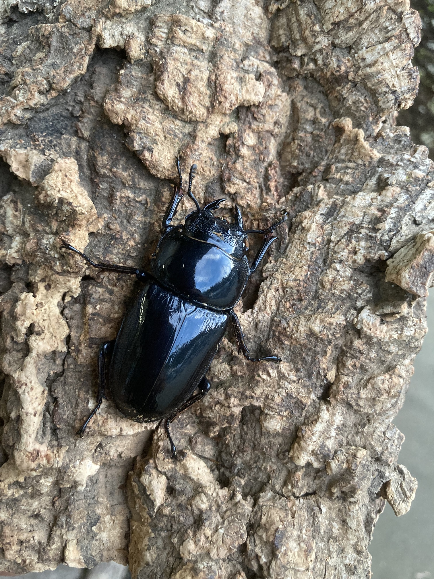 グランディスオオクワガタペア-2 | RTN Online