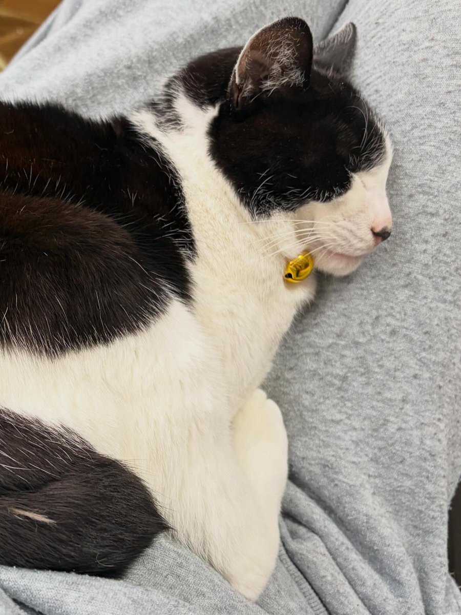 レオくん」のYahoo!リアルタイム検索 - X（旧Twitter）をリアルタイム検索