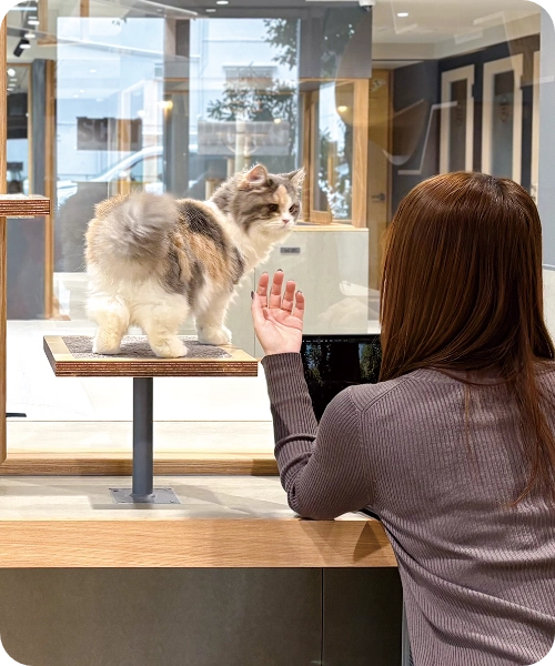 保護ねこカフェ | 【SCAT WORKS】