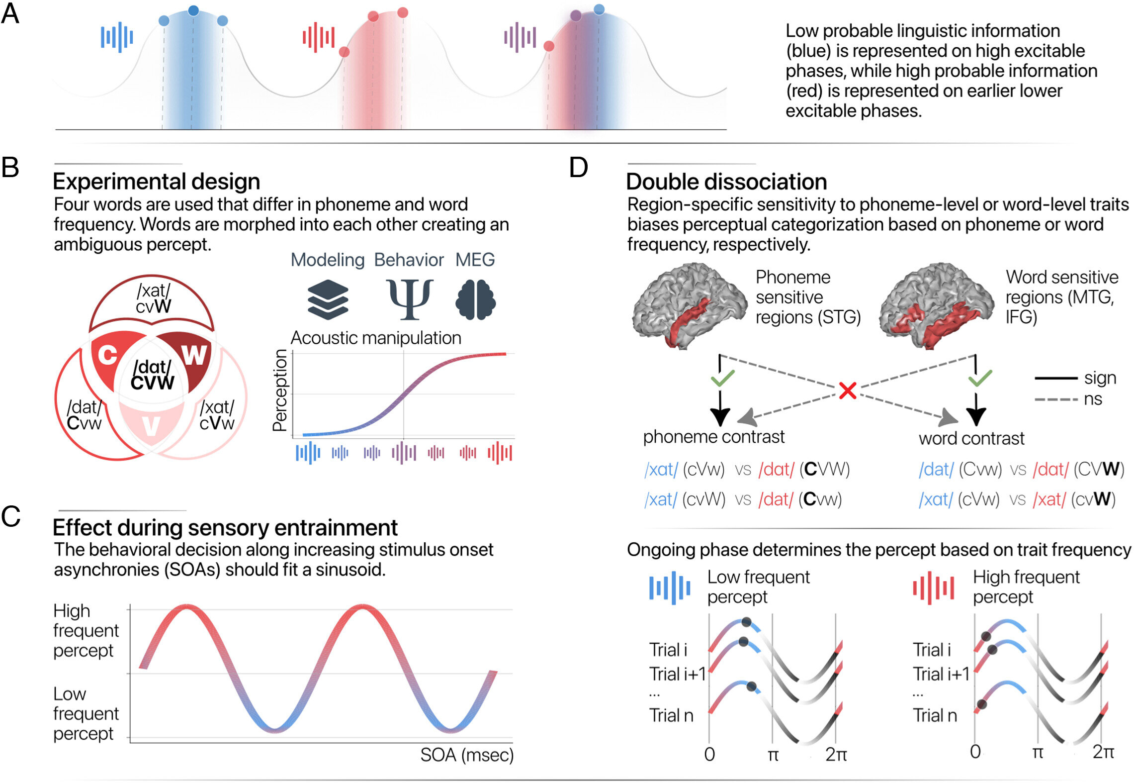 Study finds timing of brain waves shapes the words we hear