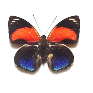 ファルキドンミイロタテハ（フルニエラ）♂2パターンセット ファル