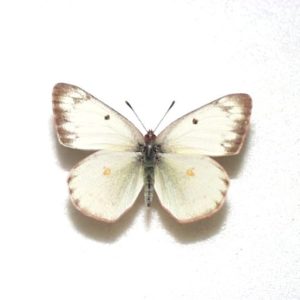 外国産蝶標本 | 三角紙