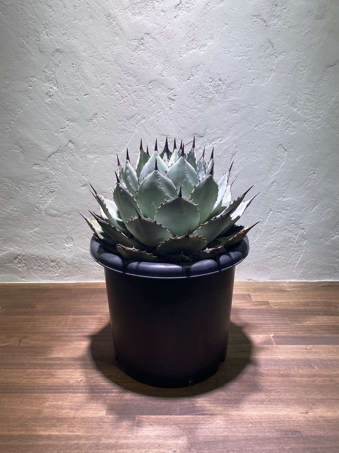 アガベ｜モルタル造形・デザインコンクリート・外構の設計施工を行う