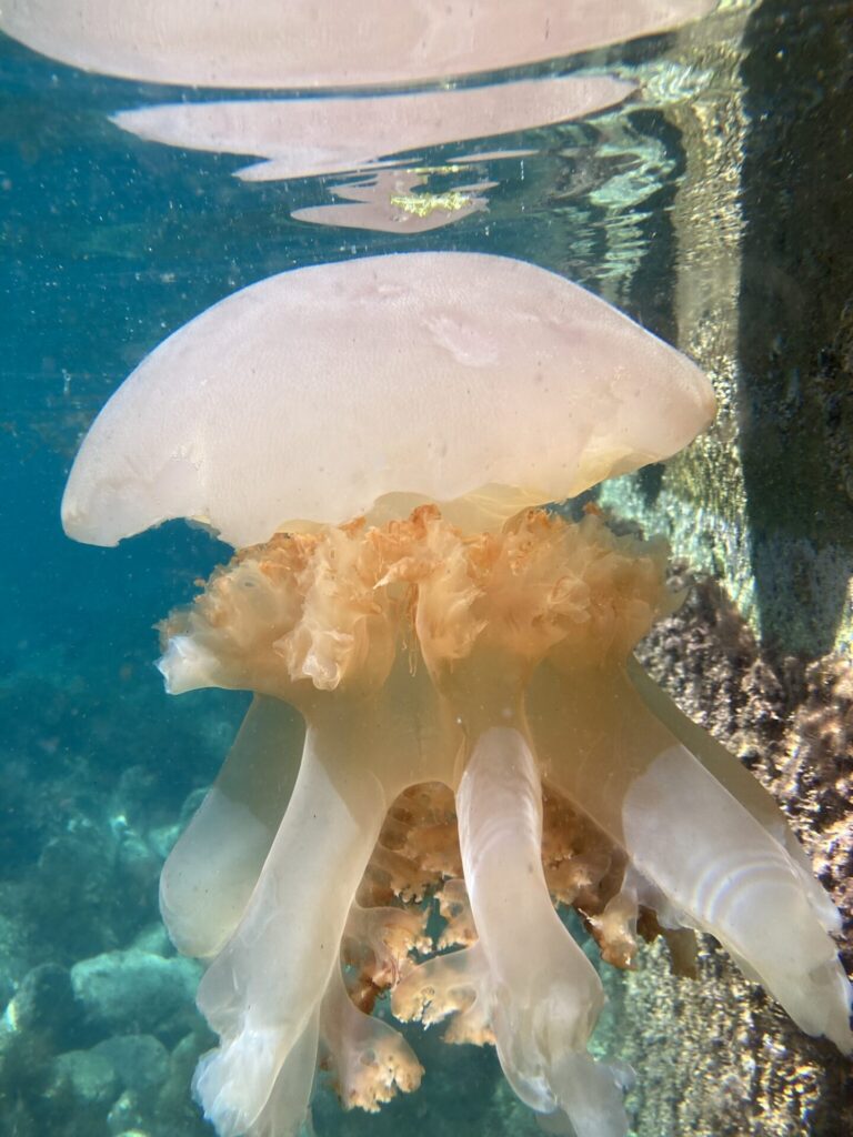 海中透視船乗り場に巨大クラゲが現れました！ | 尖閣湾揚島遊園