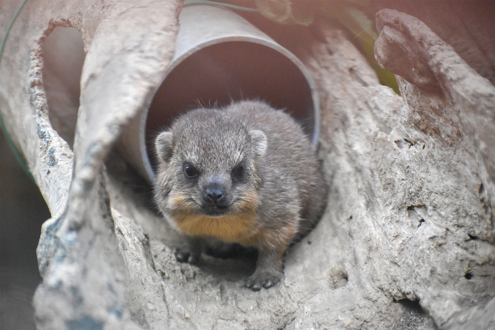 ケープハイラックス | 野生の王国 群馬サファリパーク