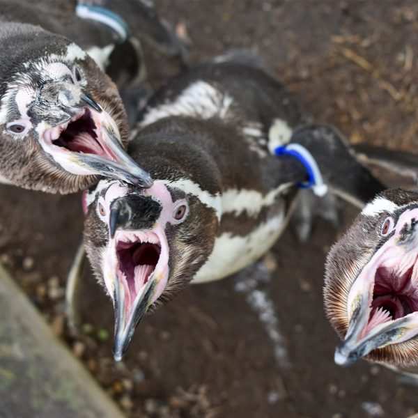 フンボルトペンギン | 野生の王国 群馬サファリパーク