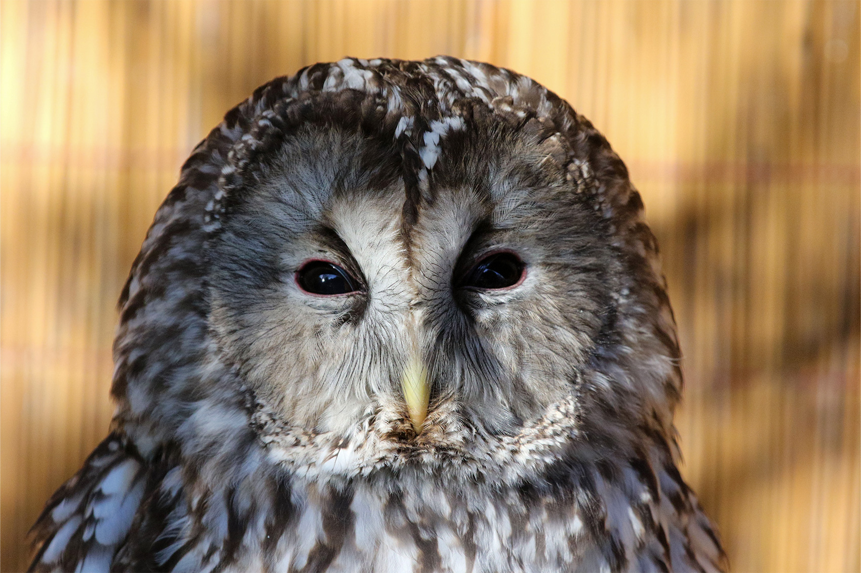ホンドフクロウ | 野生の王国 群馬サファリパーク