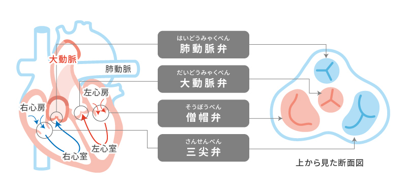 心臓弁膜症の治療法・手術 | 社会医療法人財団 石心会 川崎幸病院