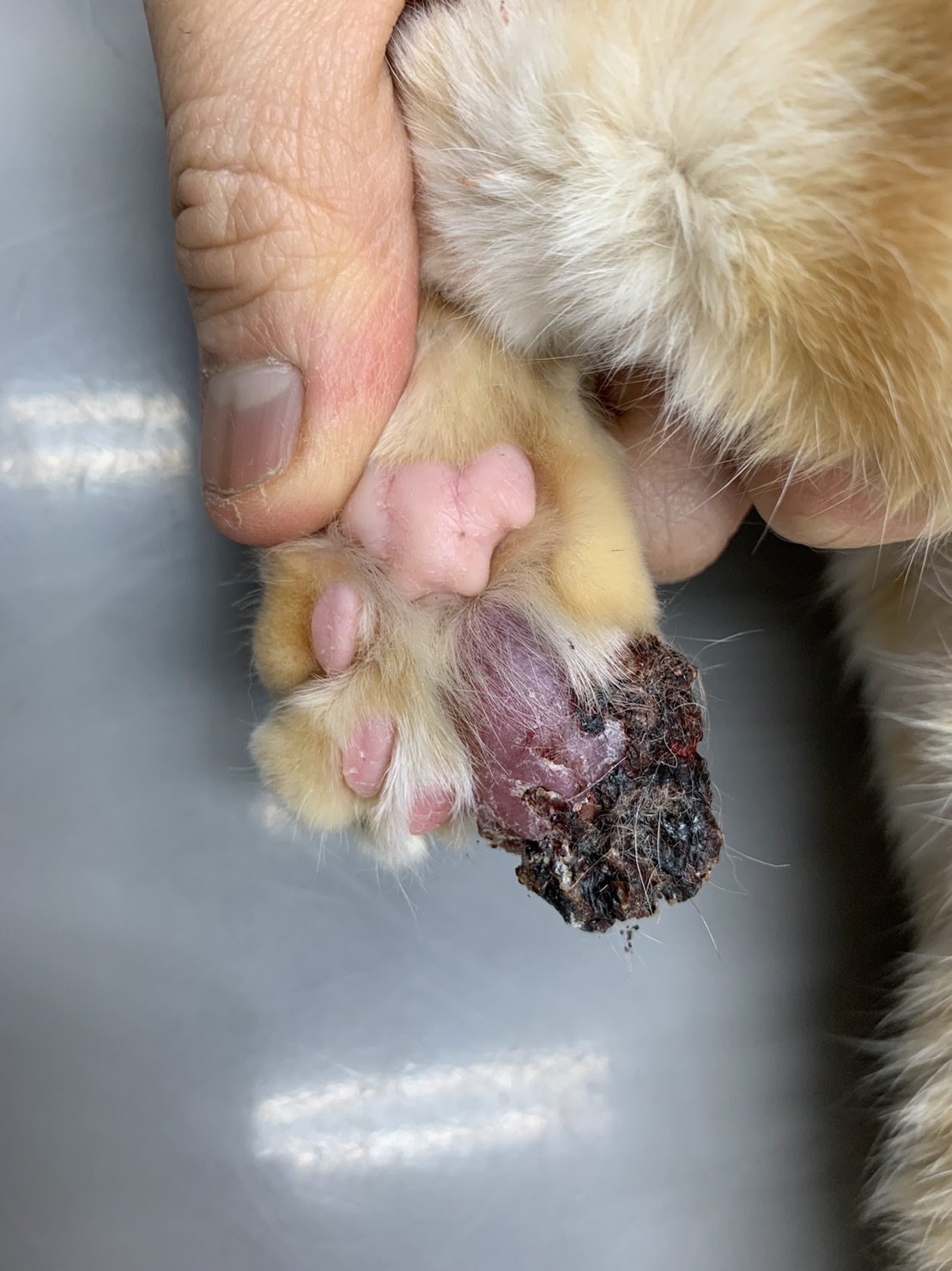 雑種猫の悪性末梢神経鞘腫☑ | 千葉県佐倉市のしらい動物病院