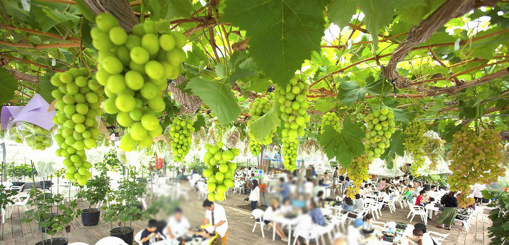 令和5年7月31日 営業のお知らせ – 霧島さくらフルーツランド