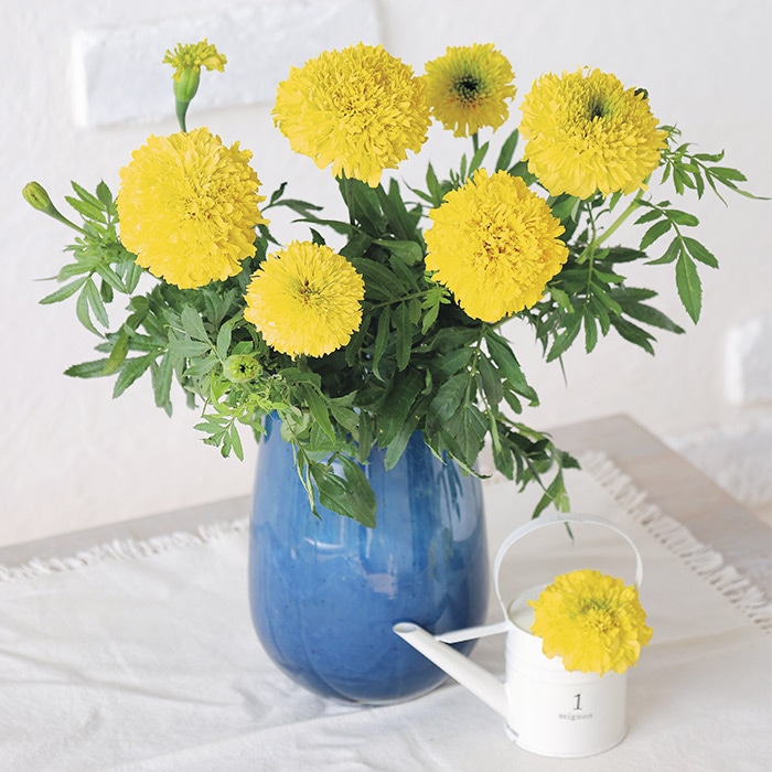 マリーゴールド サンキス イエロー｜種（タネ）,球根,苗,資材