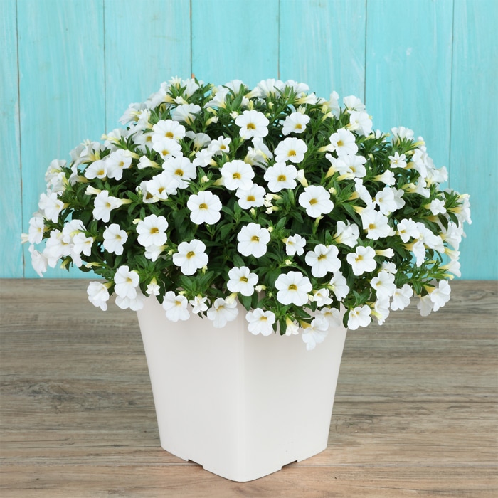 カリブラコア ふわリッチ（R）ホワイト｜種（タネ）,球根,苗,資材