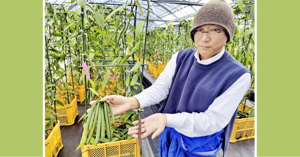 輸入頼りのバニラを国内で量産化 安定供給へ九州電力が挑む | ニュース