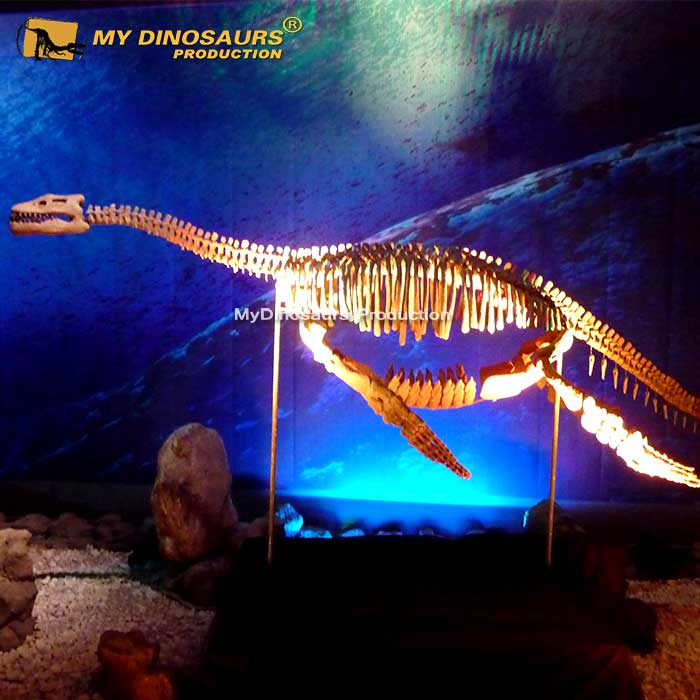 Z MY Dino SF60 プレシオサウルス骨格 小型恐竜化石| Alibaba.com