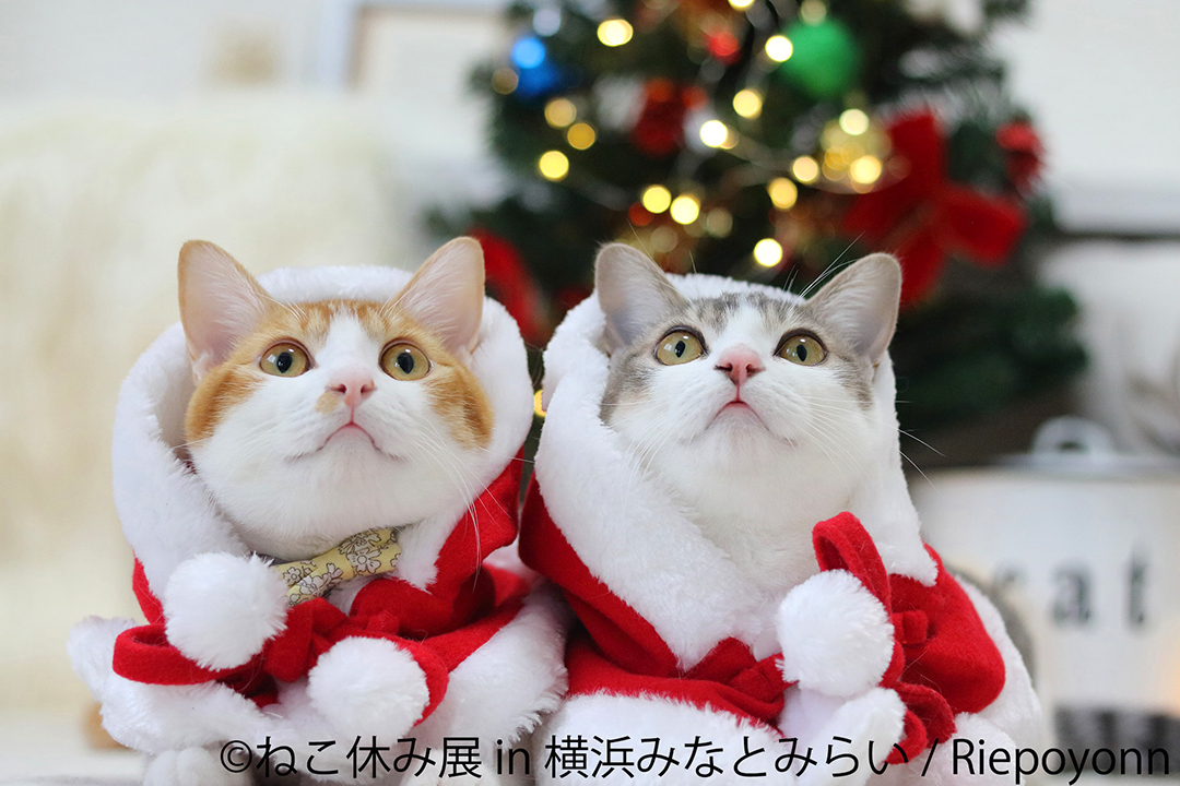 サンタ姿のにゃんこたちが可愛い“ねこ休みツリー”も♪ クリスマス